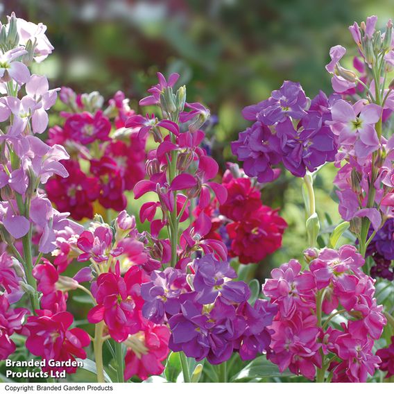 Stock 'Most Scented Mix'