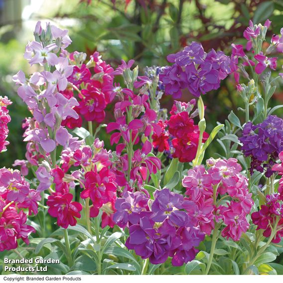 Stock 'Most Scented Mix'