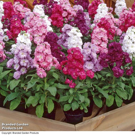 Stock 'Most Scented Mix'