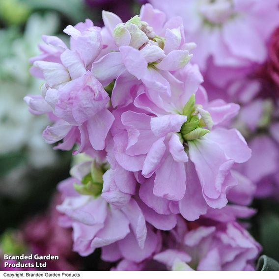 Stock 'Most Scented Mix'