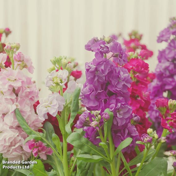 Stock 'Most Scented Mix'