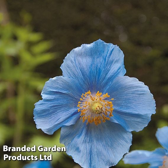 Meconopsis 'China Blue'