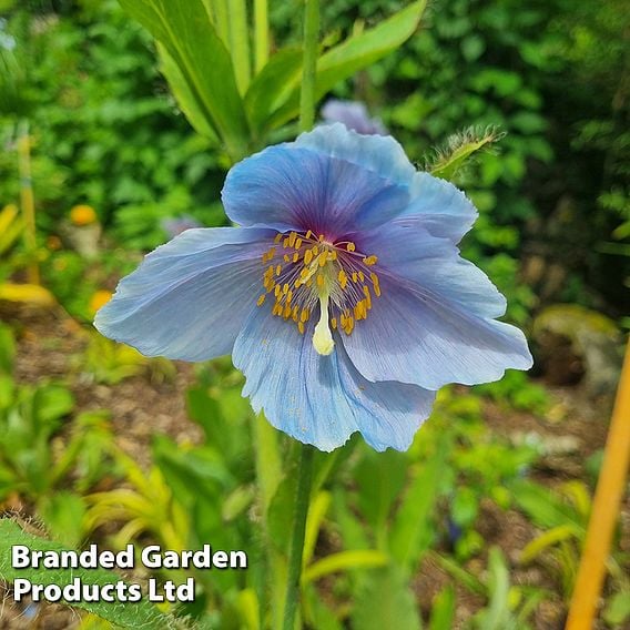 Meconopsis 'China Blue'