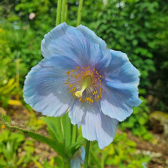 Meconopsis 'China Blue'