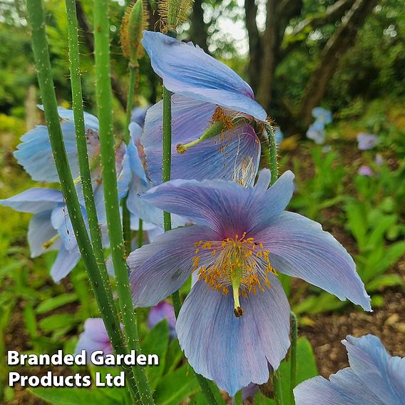 Meconopsis 'China Blue'