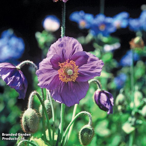Meconopsis baileyi 'Hensol Violet'