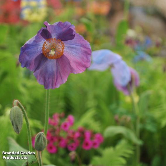 Meconopsis baileyi 'Hensol Violet'