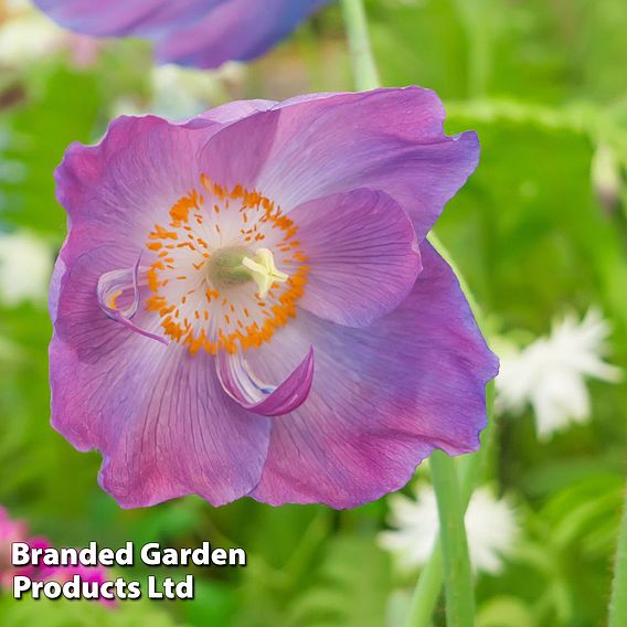 Meconopsis baileyi 'Hensol Violet'