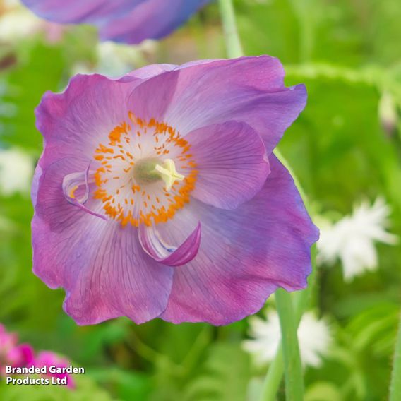 Meconopsis baileyi 'Hensol Violet'