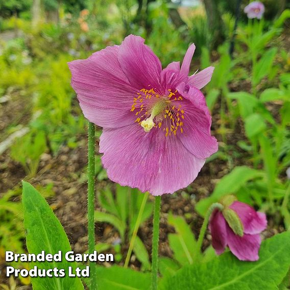 Meconopsis baileyi 'Hensol Violet'