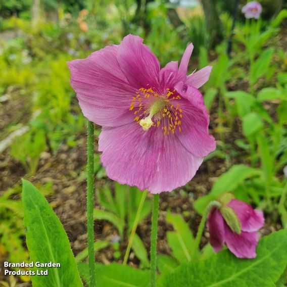 Meconopsis baileyi 'Hensol Violet'