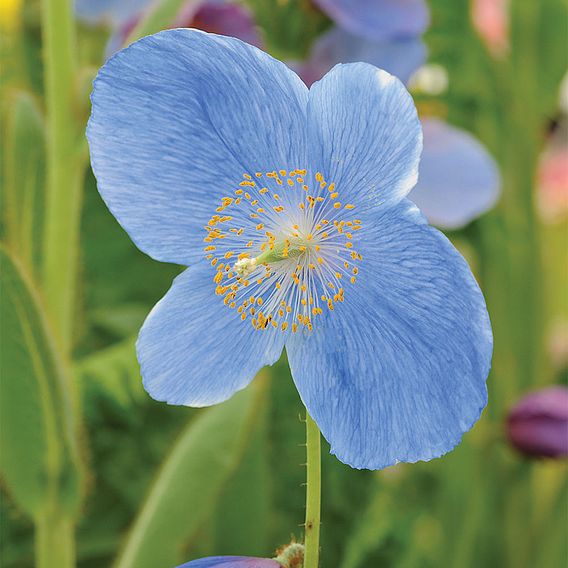 Meconopsis 'Lingholm'