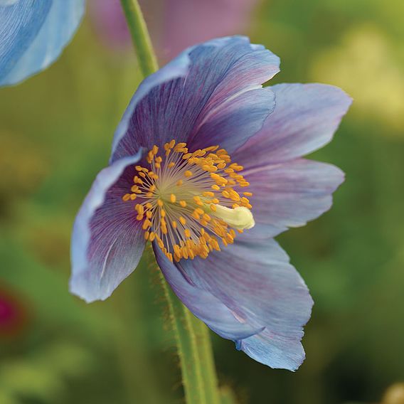 Meconopsis 'Lingholm'