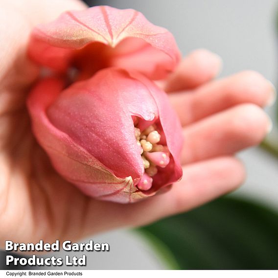 Medinilla magnifica 'Flamenco'