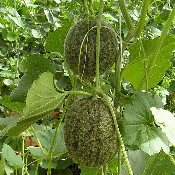 Melon 'Ginger' - Seeds