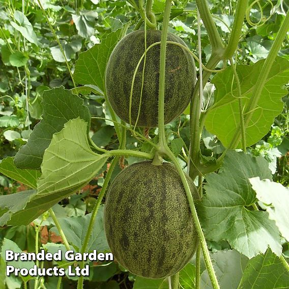 Melon 'Ginger' - Seeds