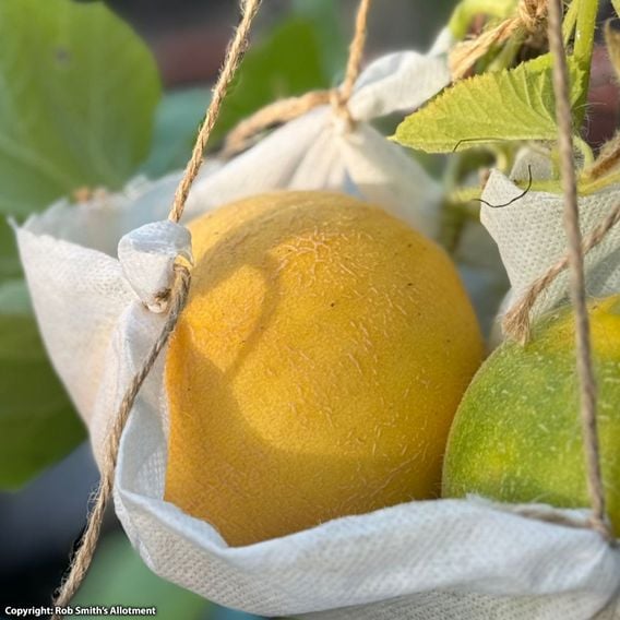Melon 'Honey Drops Dara' F1 - Seeds