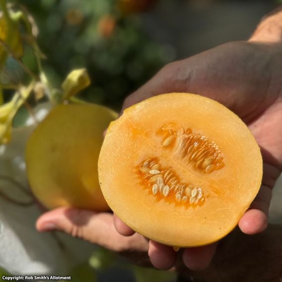 Melon 'Honey Drops Dara' F1 - Seeds