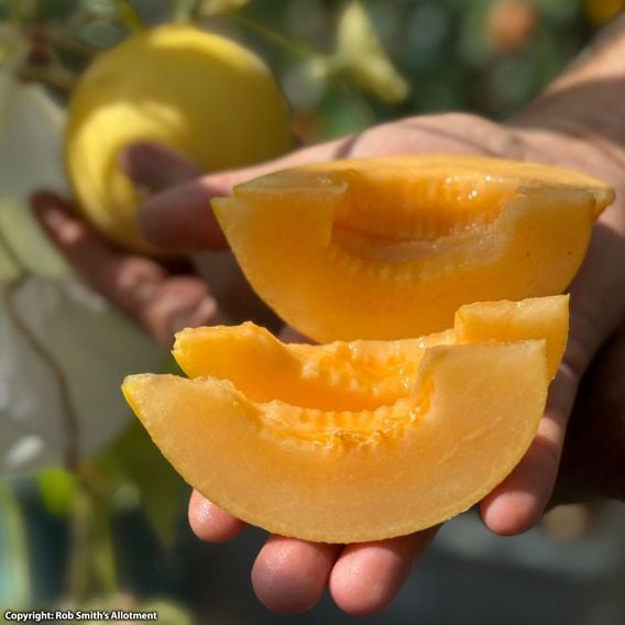 Melon 'Honey Drops Dara' F1 - Seeds
