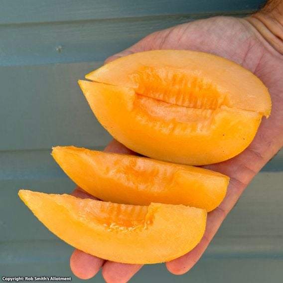 Melon 'Honey Drops Dara' F1 - Seeds