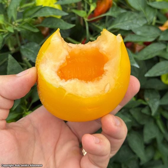 Melon 'Honey Drops Dara' F1 - Seeds