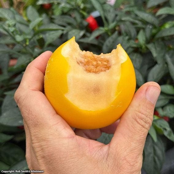 Melon 'Honey Drops Dara' F1 - Seeds