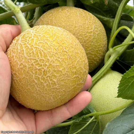 Melon 'Honey Drops Dara' F1 - Seeds
