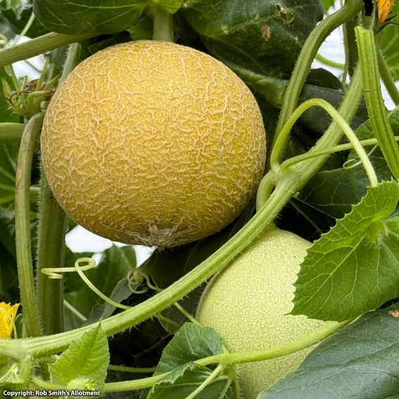 Melon 'Honey Drops Dara' F1 - Seeds