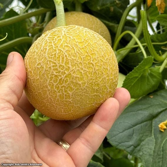 Melon 'Honey Drops Dara' F1 - Seeds