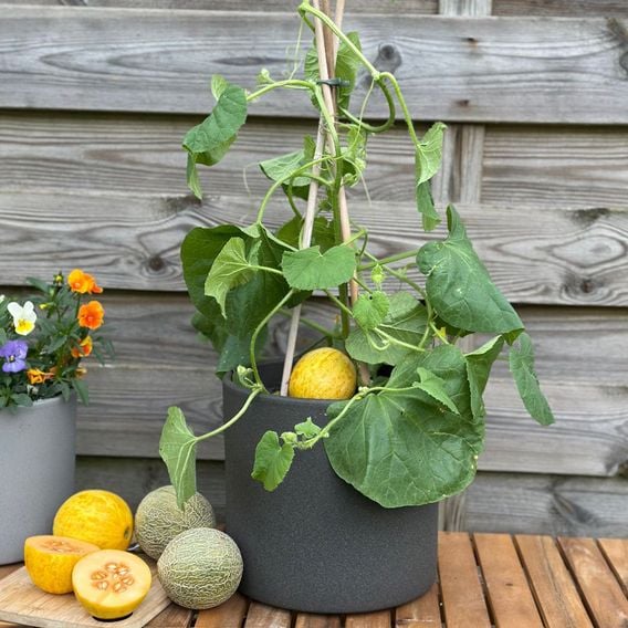 Melon 'Honey Drops Dara' F1 - Seeds