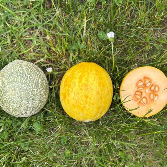 Melon 'Honey Drops Dara' F1 - Seeds