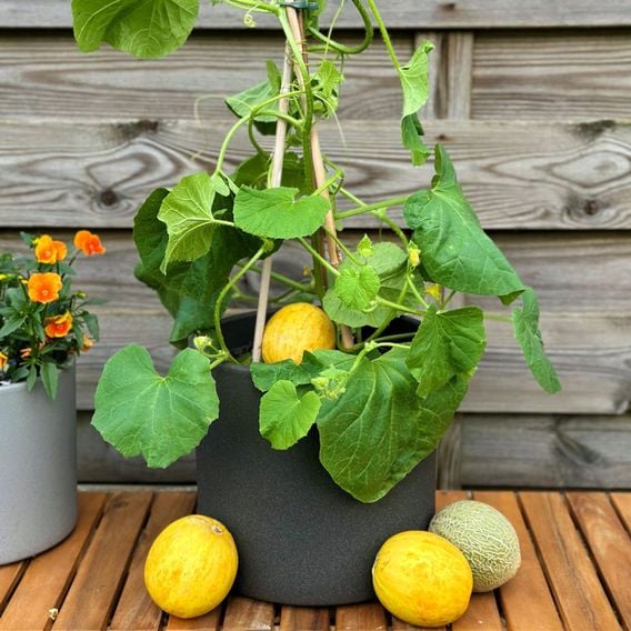 Melon 'Honey Drops Dara' F1 - Seeds
