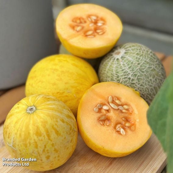 Melon 'Honey Drops Dara'