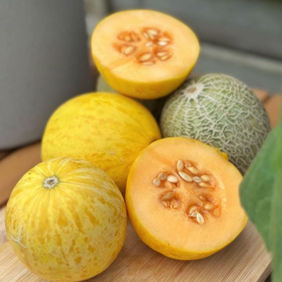 Melon 'Honey Drops Dara' F1 - Seeds