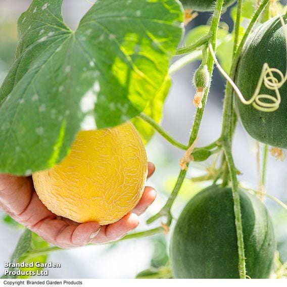 Melon 'Honey Drops Dara'