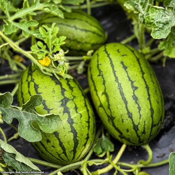 Watermelon 'Patio Sweetie' F1 - Seeds