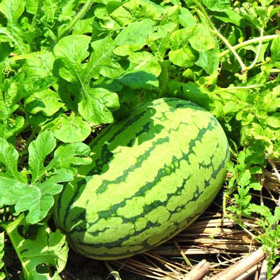 Watermelon 'Patio Sweetie' F1 - Seeds