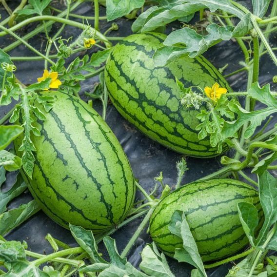 Watermelon 'Patio Sweetie' F1 - Seeds