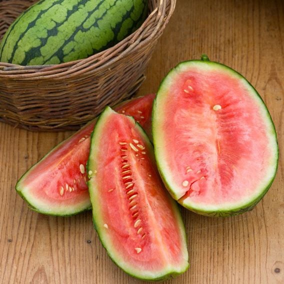 Watermelon 'Patio Sweetie' F1 - Seeds