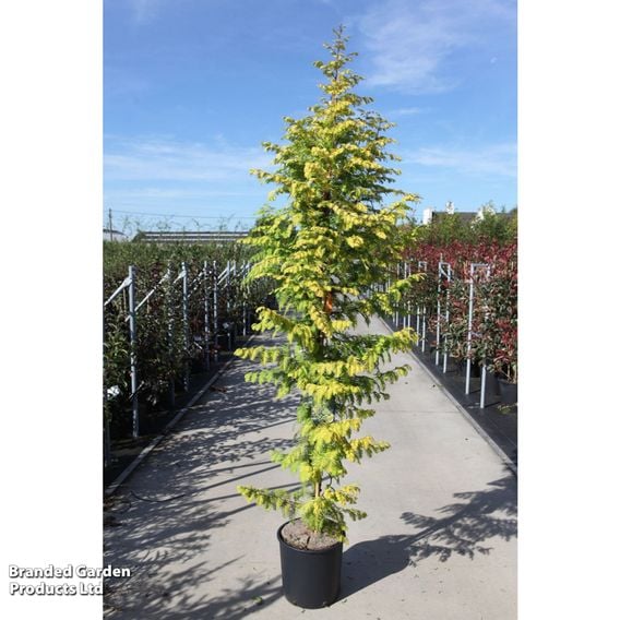 Metasequoia glyptostroboides 'Amber Glow'
