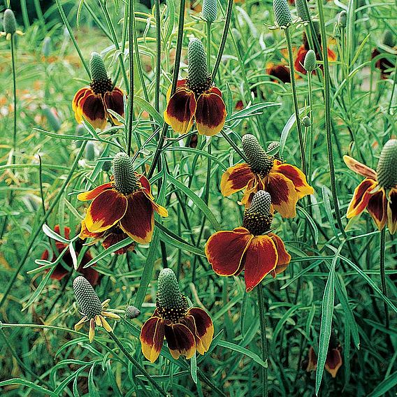 Mexican Hat Plant Seeds - Red Midget