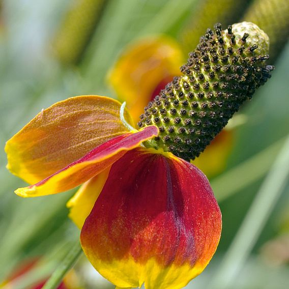 Mexican Hat Plant 'Red Midget' - Seeds