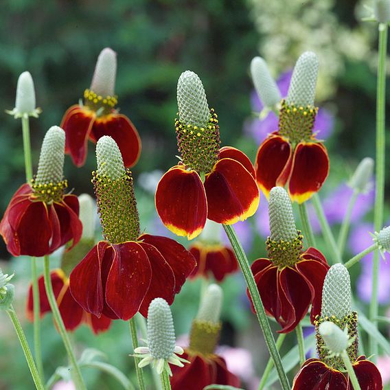 Mexican Hat Plant Seeds - Red Midget