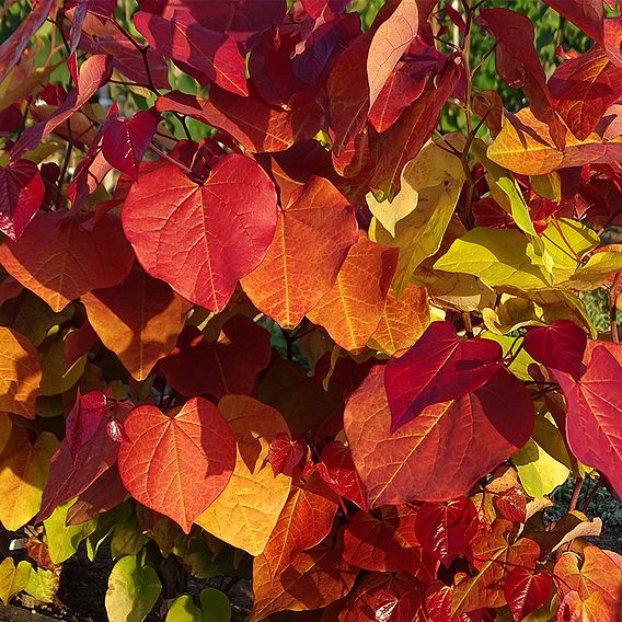 Cercis 'Eternal Flame'