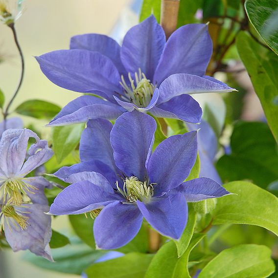 Clematis 'Fujimusume'