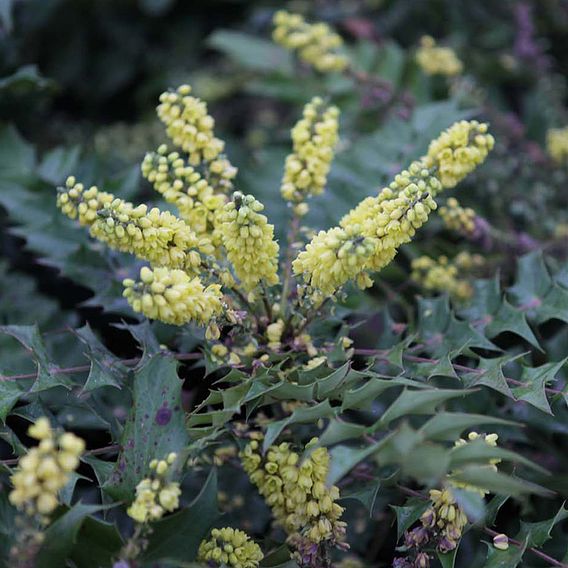 Mahonia japonica 'Hivernant'