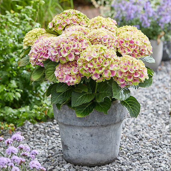 Hydrangea macrophylla 'Magical Jewel'