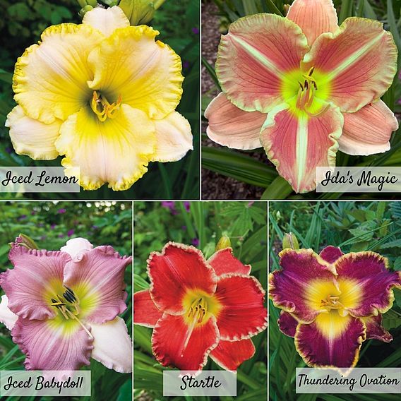 Hemerocallis Light Collection