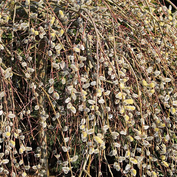 Salix caprea Plant - Kilmarnock