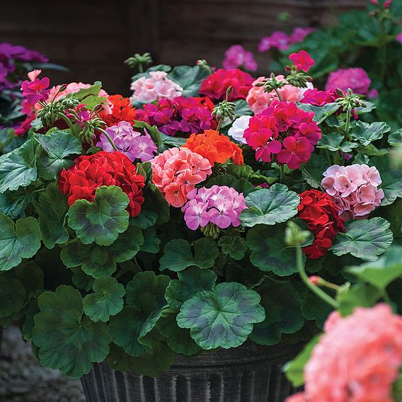 Patio Container Collection with Suttons Seeds